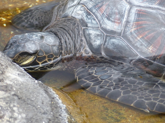 P1060986 (02-26-2017 09:20)