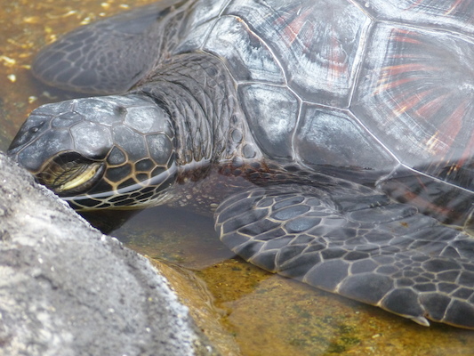 P1060987 (02-26-2017 09:20)