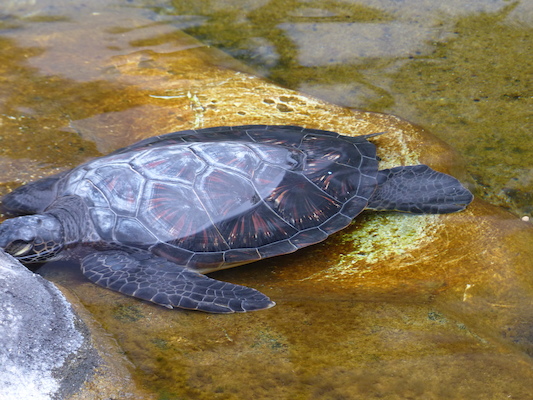 P1060988 (02-26-2017 09:20)