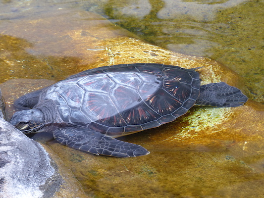 P1060989 (02-26-2017 09:20)