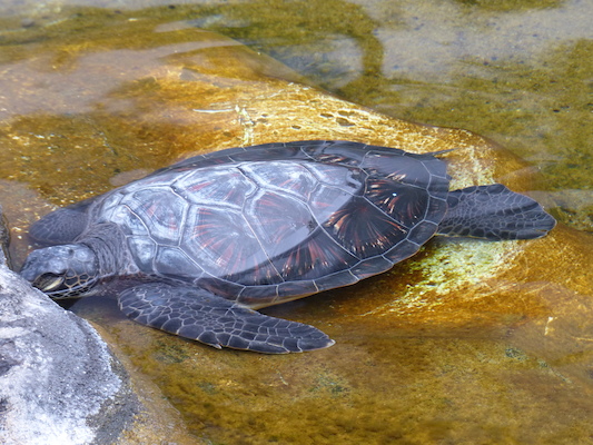 P1060990 (02-26-2017 09:20)