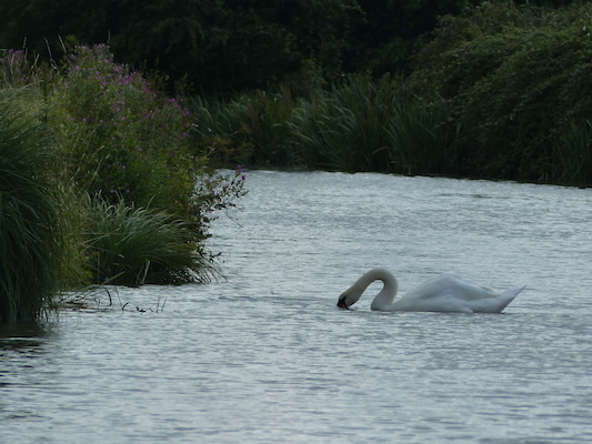 P1070098 (08-06-2017 06:06)