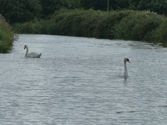 P1070100 (08-06-2017 06:06)