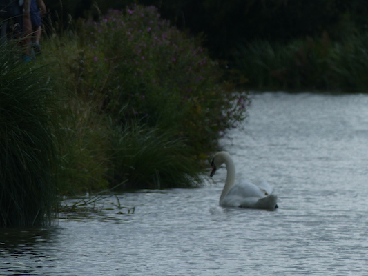 P1070101 (08-06-2017 06:06)