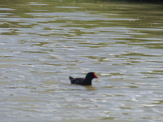 P1070157 (08-06-2017 12:49)