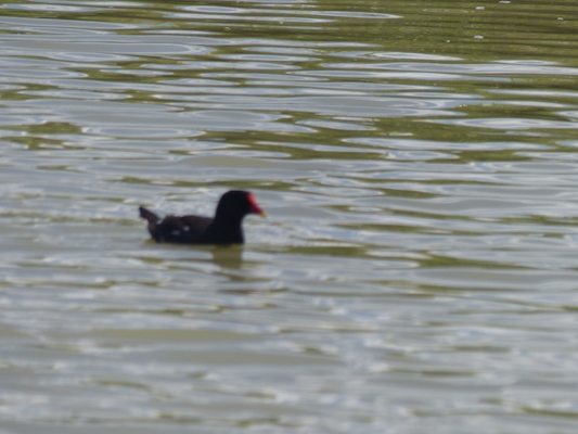 P1070158 (08-06-2017 12:50)