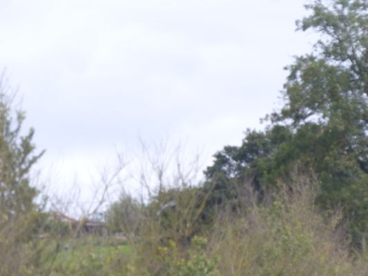 P1070251 (08-06-2017 15:22)