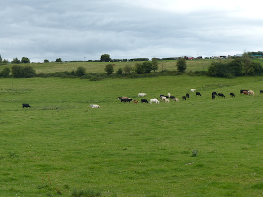 P1070255 (08-06-2017 15:23)