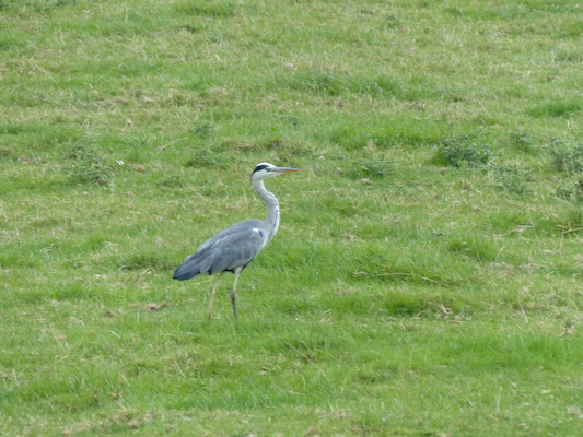 P1070261 (08-06-2017 15:26)