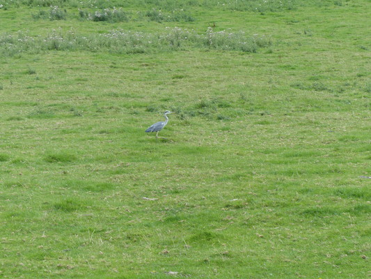 P1070262 (08-06-2017 15:27)