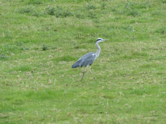 P1070264 (08-06-2017 15:27)