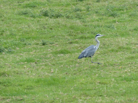 P1070265 (08-06-2017 15:27)