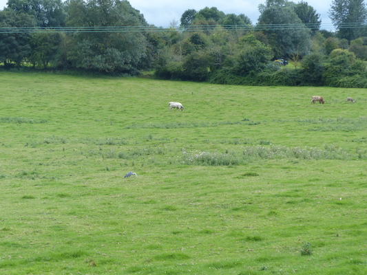 P1070266 (08-06-2017 15:27)