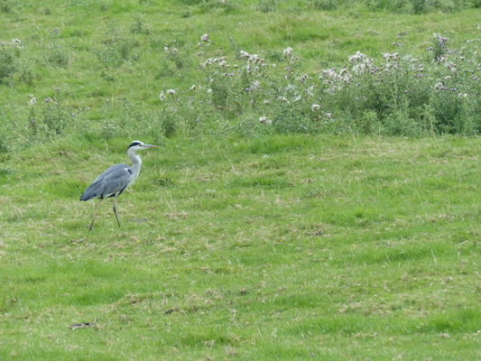 P1070267 (08-06-2017 15:27)