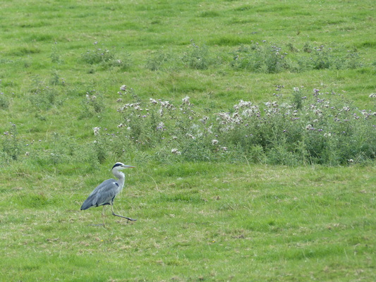 P1070268 (08-06-2017 15:27)