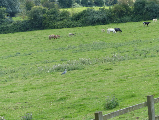 P1070269 (08-06-2017 15:27)