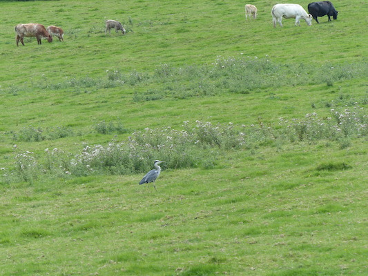 P1070270 (08-06-2017 15:27)