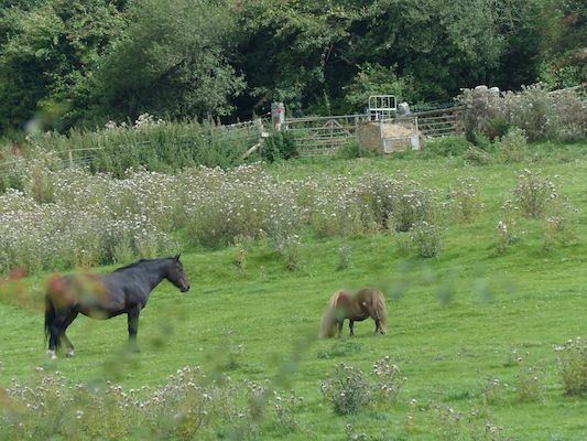 P1070271 (08-06-2017 15:29)