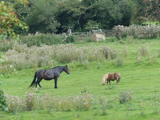 P1070272 (08-06-2017 15:29)