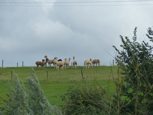 P1070273 (08-06-2017 15:34)