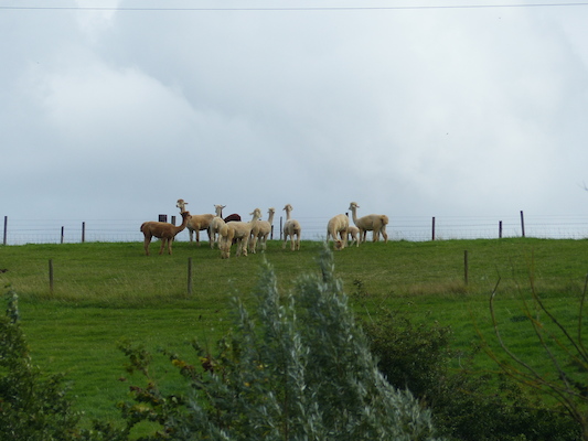 P1070274 (08-06-2017 15:34)