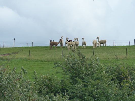 P1070275 (08-06-2017 15:34)