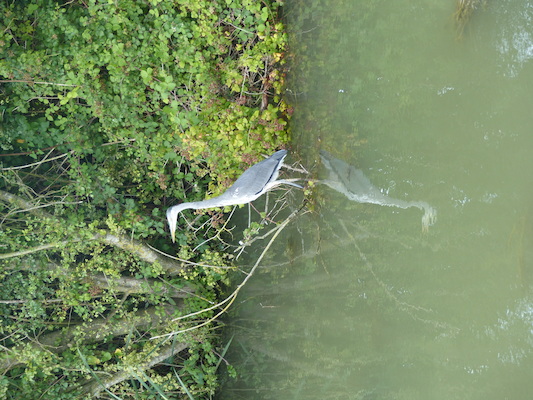 P1070278 (08-06-2017 16:45)