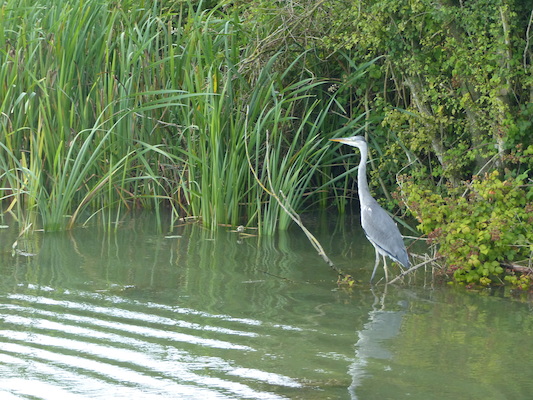 P1070279 (08-06-2017 16:45)