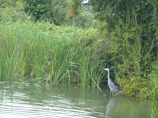 P1070280 (08-06-2017 16:45)