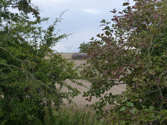 P1070311 (08-08-2017 15:49)