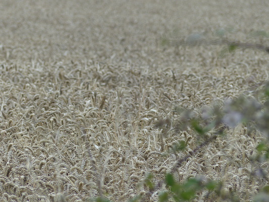 P1070316 (08-08-2017 15:54)