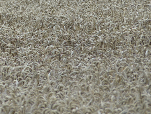 P1070317 (08-08-2017 15:55)