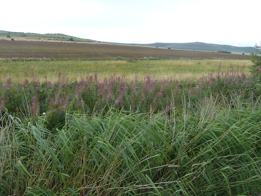 P1070335 (08-08-2017 17:03)