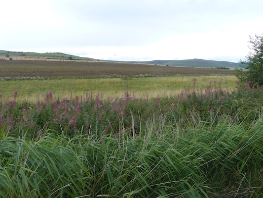 P1070336 (08-08-2017 17:03)