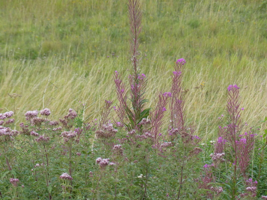 P1070337 (08-08-2017 17:03)