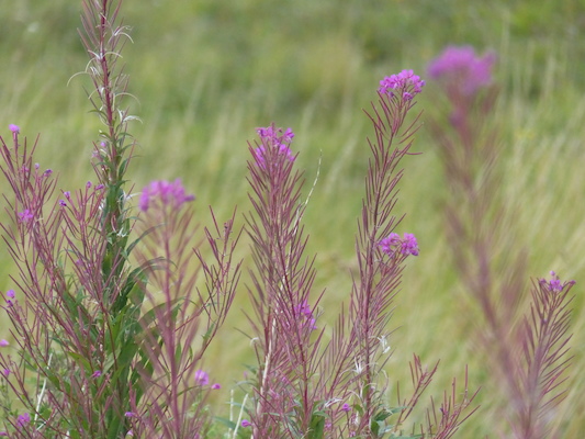 P1070338 (08-08-2017 17:03)