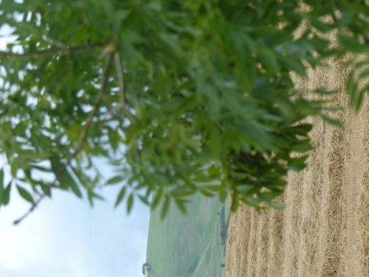 P1070343 (08-08-2017 17:56)