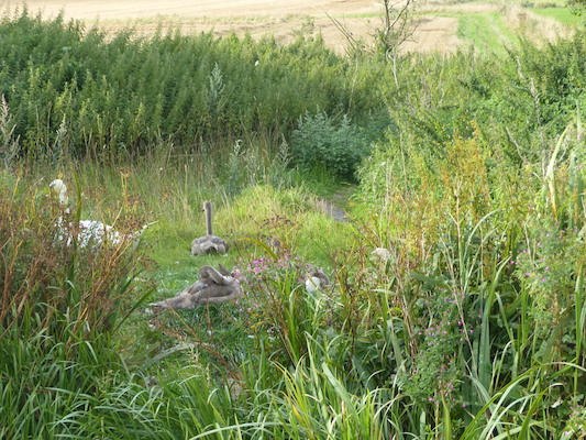 P1070357 (08-08-2017 18:11)