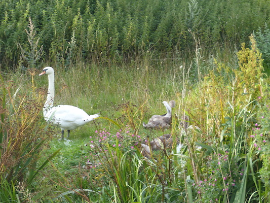 P1070358 (08-08-2017 18:11)