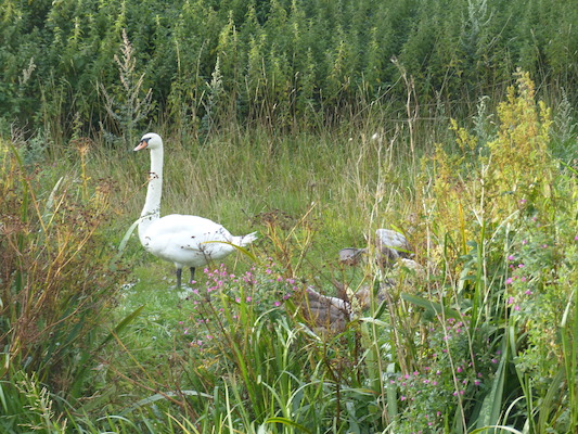 P1070359 (08-08-2017 18:11)