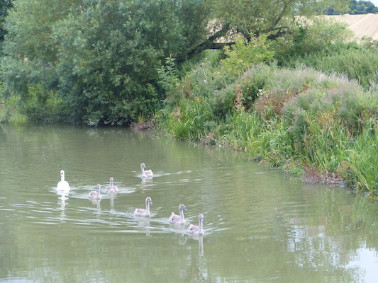 P1070361 (08-08-2017 18:39)