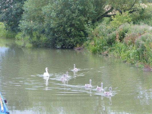 P1070362 (08-08-2017 18:39)