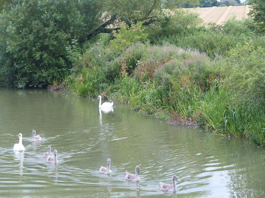 P1070363 (08-08-2017 18:39)