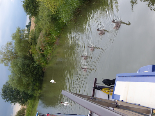 P1070364 (08-08-2017 18:39)