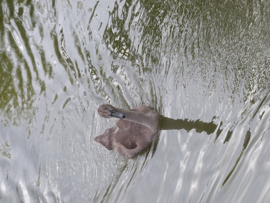 P1070365 (08-08-2017 18:39)