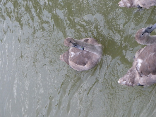 P1070366 (08-08-2017 18:40)