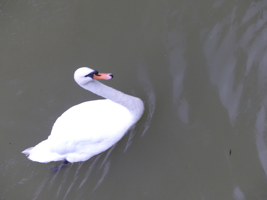 P1070367 (08-08-2017 18:40)