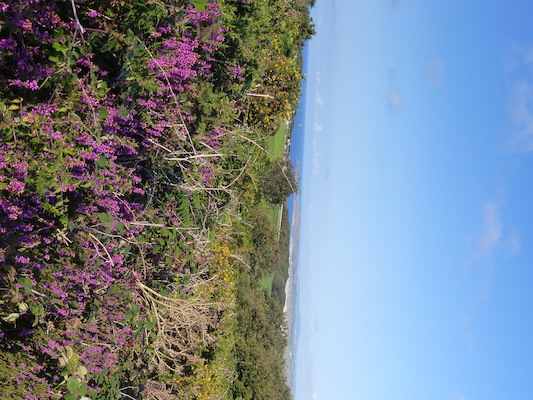 P1070445 (08-15-2017 17:34)