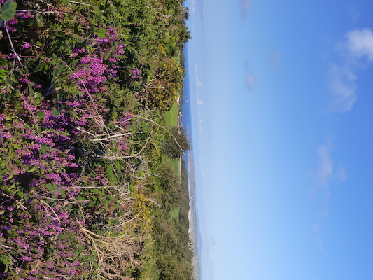 P1070446 (08-15-2017 17:34)