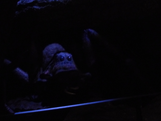 P1070623 (08-21-2017 12:14)